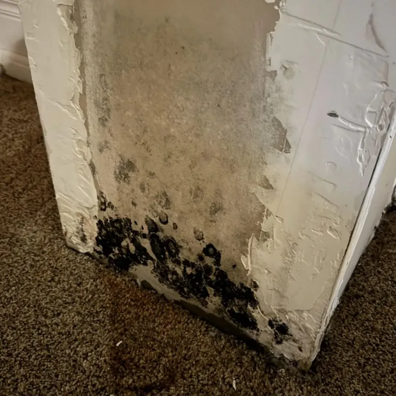 Professional Mold Removal in Acton, ME